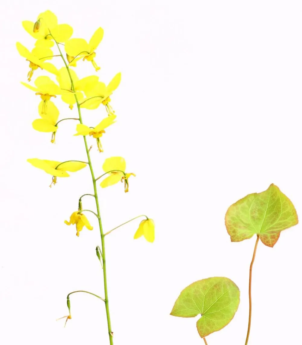 Dehner Bio Bodendecker & Efeu|Blatt- & Schattenstauden > Bio Elfenblume 'Frohnleiten'
