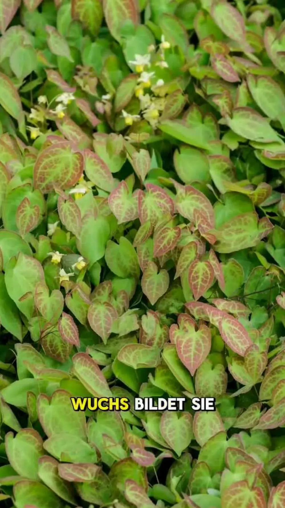 Dehner Bio Bodendecker & Efeu|Blatt- & Schattenstauden > Bio Elfenblume 'Frohnleiten'
