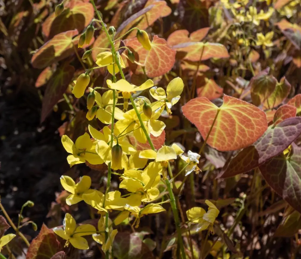 Dehner Bio Bodendecker & Efeu|Blatt- & Schattenstauden > Bio Elfenblume 'Frohnleiten'