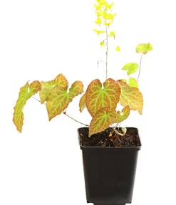 Dehner Bio Bodendecker & Efeu|Blatt- & Schattenstauden > Bio Elfenblume 'Frohnleiten'