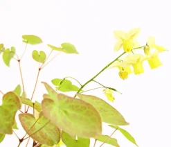 Dehner Bio Bodendecker & Efeu|Blatt- & Schattenstauden - Bio Elfenblume 'Sulphureum' Gelb