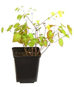 Dehner Bio Bodendecker & Efeu|Blatt- & Schattenstauden - Bio Elfenblume 'Sulphureum' Gelb