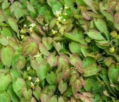 Dehner Bio Bodendecker & Efeu|Blatt- & Schattenstauden - Bio Elfenblume 'Sulphureum' Gelb
