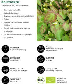Dehner Bio Bodendecker & Efeu|Blatt- & Schattenstauden - Bio Elfenblume 'Sulphureum' Gelb