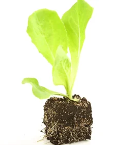 Dehner Bio Bio-Gemüsepflanzen|Kohl- & Salatpflanzen > Bio Endiviensalat, 6er Schale
