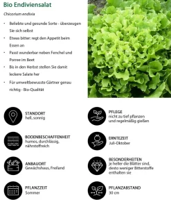 Dehner Bio Bio-Gemüsepflanzen|Kohl- & Salatpflanzen > Bio Endiviensalat, 6er Schale