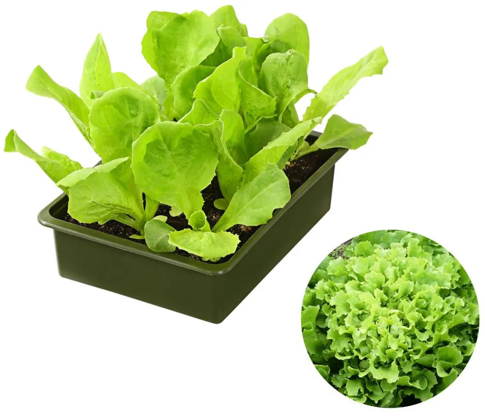 Dehner Bio Bio-Gemüsepflanzen|Kohl- & Salatpflanzen > Bio Endiviensalat, 6er Schale
