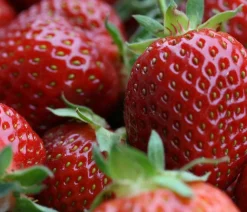 Dehner Bio Erdbeerpflanzen|Bio-Obststräucher - Bio Erdbeere, immertragend, 6er-Schale Rot