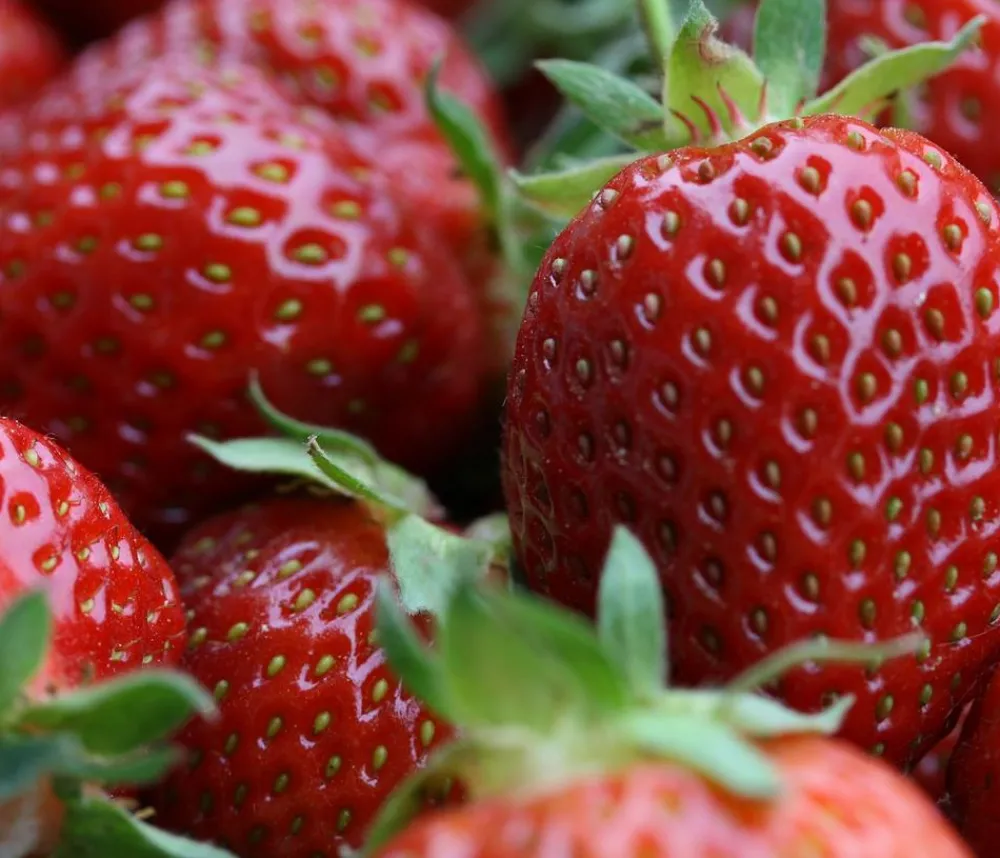 Dehner Bio Erdbeerpflanzen|Bio-Obststräucher - Bio Erdbeere, immertragend, 6er-Schale Rot