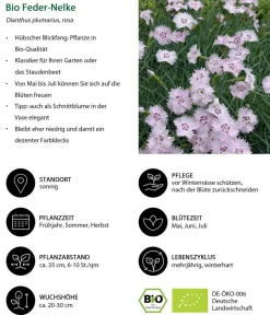 Dehner Bio Bio Feder-Nelke, Rosa Hot