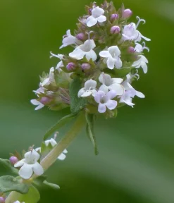 Dehner Bio Bio Feld-Thymian Clearance