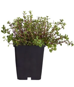 Dehner Bio Bio Feld-Thymian Clearance