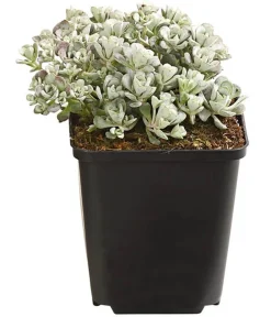 Dehner Bio Bio Fetthenne 'Cape Blanco' Best