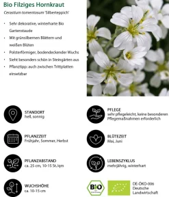Dehner Bio Steingartenstauden|Bio Stauden > Bio Filziges Hornkraut 'teppich'