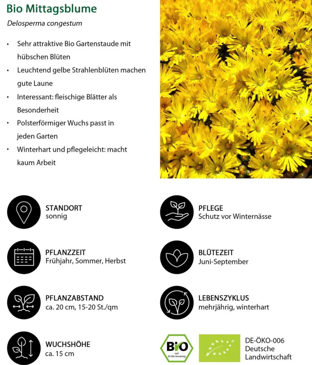 Dehner Bio Bodendecker & Efeu|Bio Stauden > Bio e Mittagsblume
