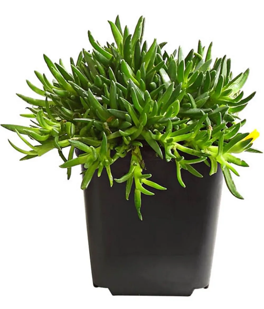 Dehner Bio Bodendecker & Efeu|Bio Stauden > Bio e Mittagsblume