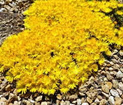 Dehner Bio Bodendecker & Efeu|Bio Stauden > Bio e Mittagsblume