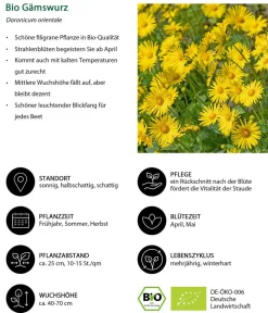 Dehner Bio Steingartenstauden|Bio Stauden - Bio Gämswurz Gelb