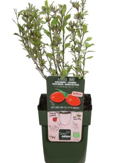 Dehner Bio Weinreben & Gartenobst|Bio-Obststräucher > Bio Goji-Beere 'Instant Success®'