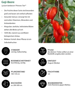 Dehner Bio Weinreben & Gartenobst|Bio-Obststräucher - Bio Goji-Beere 'Princess Tao®' Rot