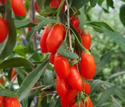 Dehner Bio Weinreben & Gartenobst|Bio-Obststräucher - Bio Goji-Beere 'Princess Tao®' Rot