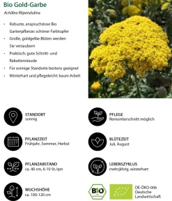 Dehner Bio Sommerstauden|Bio Stauden > Bio Gold-Garbe,