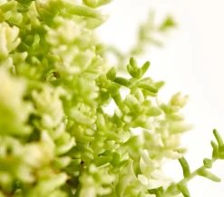 Dehner Bio Bio Gold-Mauerpfeffer 'Aureum' Gelb Best