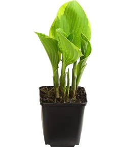Dehner Bio Bio Goldrandfunkie 'Aureomarginata' Best