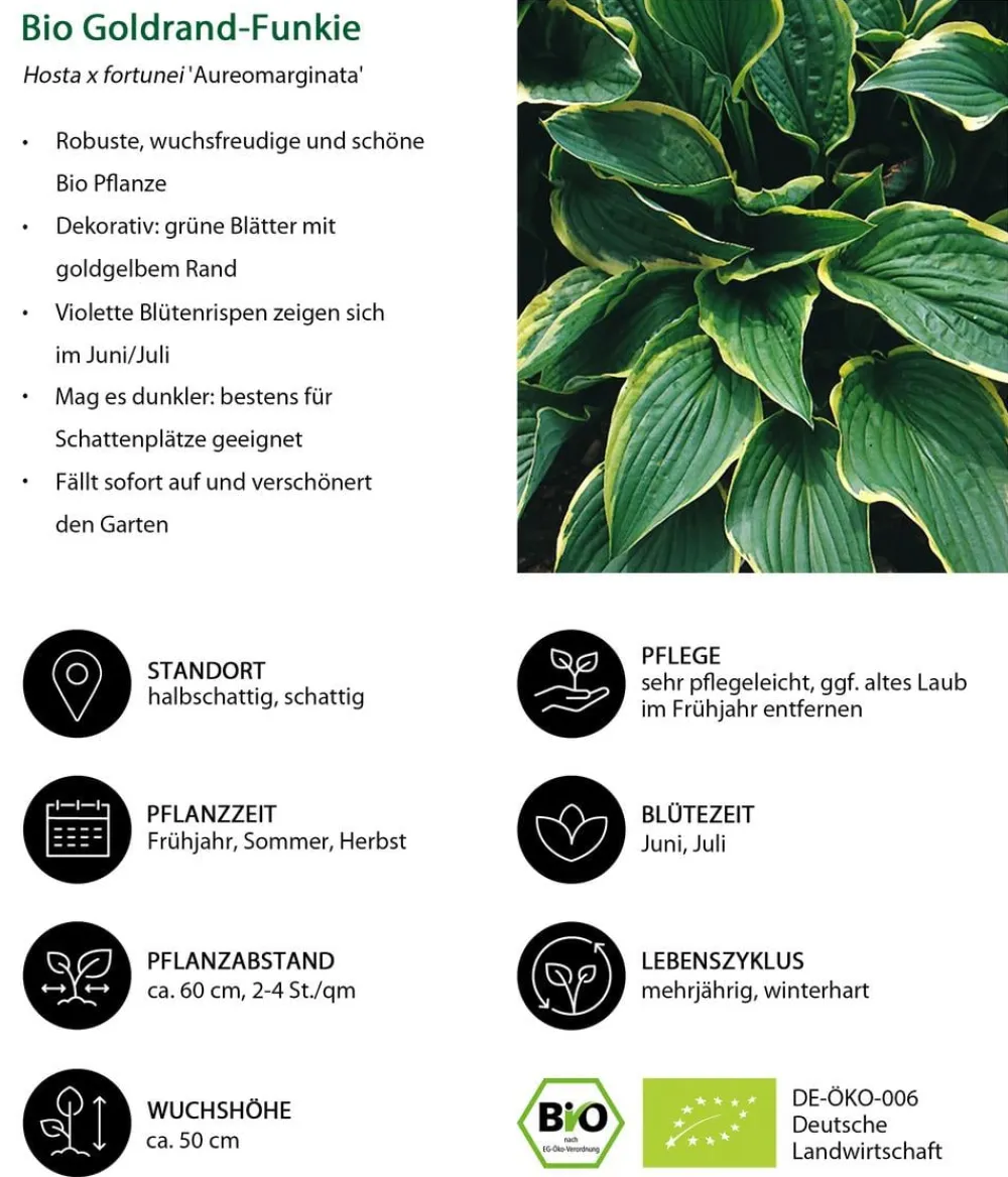 Dehner Bio Bio Goldrandfunkie 'Aureomarginata' Best