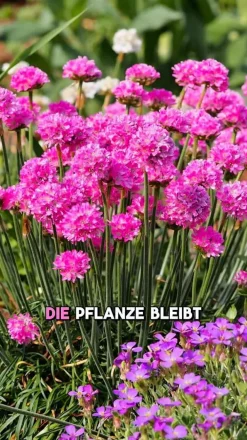 Dehner Bio Bio Grasnelke, Pink Online