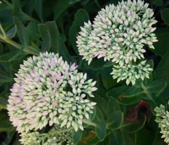 Dehner Bio Fetthenne|Sommerstauden - Bio Große Fetthenne 'Herbstfreude' Rosa