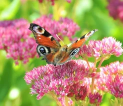 Dehner Bio Fetthenne|Sommerstauden - Bio Große Fetthenne 'Herbstfreude' Rosa