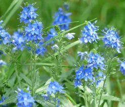 Dehner Bio Sommerstauden|Bio Stauden - Bio Großer Ehrenpreis Blau