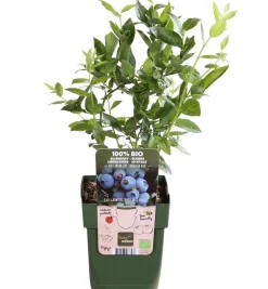 Dehner Bio Bio-Obststräucher|Heidelbeeren - Bio Heidelbeere 'Brigitta Blue' Blau