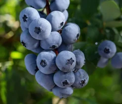 Dehner Bio Bio-Obststräucher|Heidelbeeren - Bio Heidelbeere 'Brigitta Blue' Blau