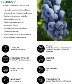 Dehner Bio Bio-Obststräucher|Heidelbeeren - Bio Heidelbeere 'Brigitta Blue' Blau