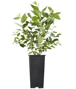 Dehner Bio Bio Heidelbeere 'Hortblue Petite®' Blau New