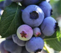 Dehner Bio Bio-Obststräucher|Heidelbeeren > Bio Heidelbeere 'Little Blue Wonder'