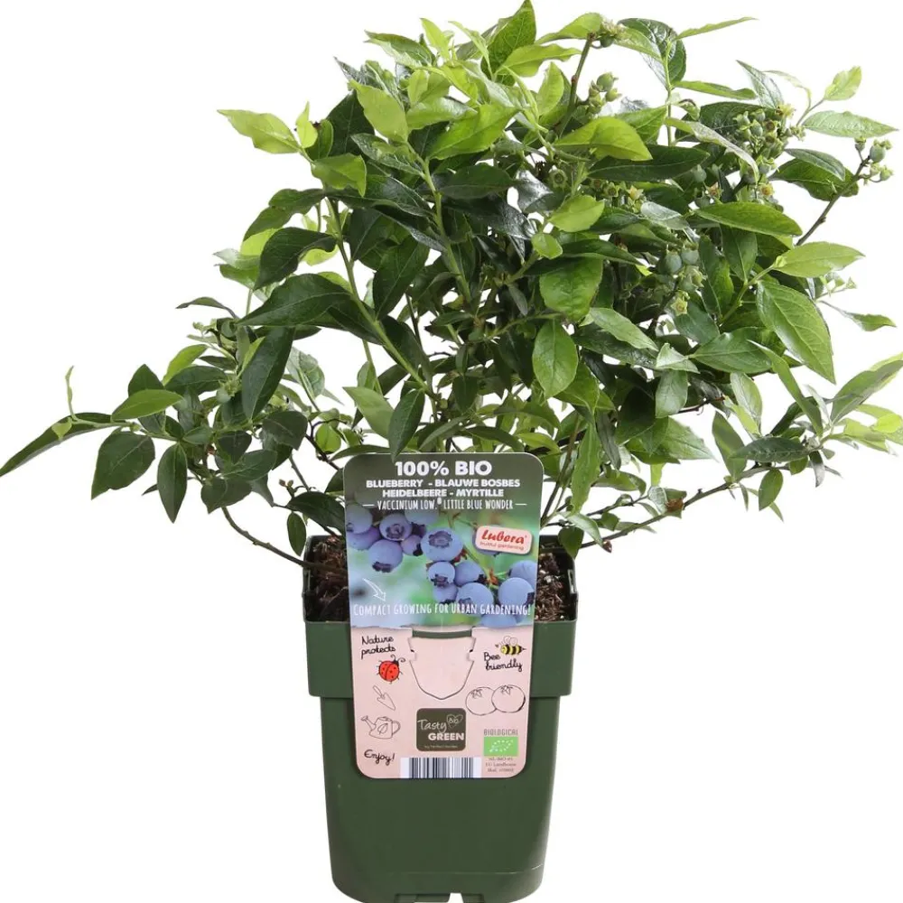 Dehner Bio Bio-Obststräucher|Heidelbeeren > Bio Heidelbeere 'Little Blue Wonder'