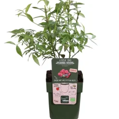 Dehner Bio Bio Heidelbeere ' Lemonade®' Pink Sale