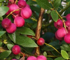 Dehner Bio Bio Heidelbeere ' Lemonade®' Pink Sale