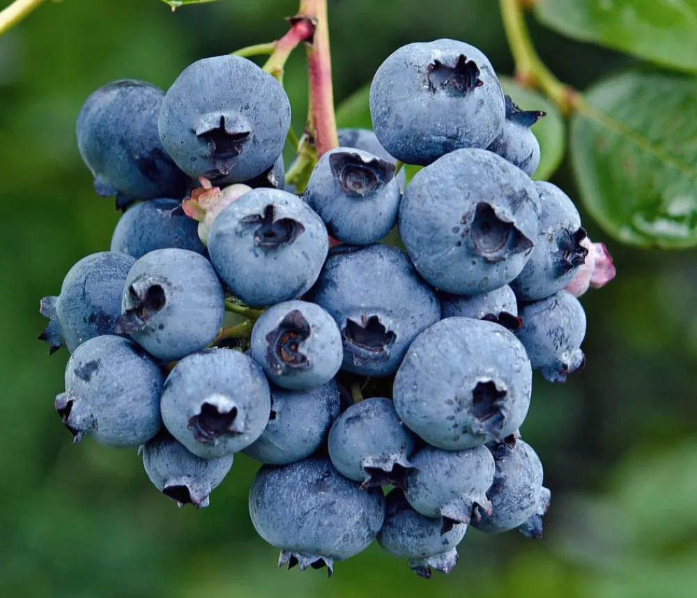 Dehner Bio Bio-Obststräucher - Bio Heidelbeere 'Reka' Dunkelblau