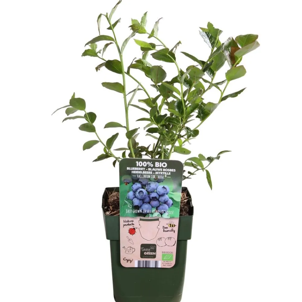 Dehner Bio Bio-Obststräucher > Bio Heidelbeere 'Reka'