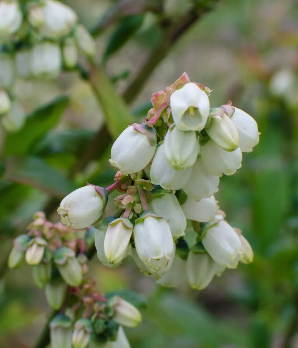 Dehner Bio Bio-Obststräucher > Bio Heidelbeere 'Reka'