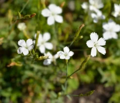 Dehner Bio Steingartenstauden|Nelken > Bio Heide-Nelke 'Albus'