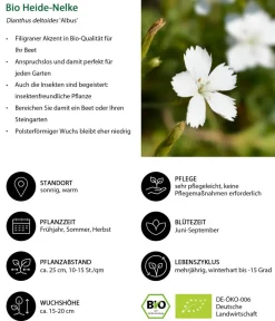Dehner Bio Steingartenstauden|Nelken > Bio Heide-Nelke 'Albus'