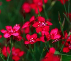 Dehner Bio Steingartenstauden|Nelken - Bio Heide-Nelke, rot Pink