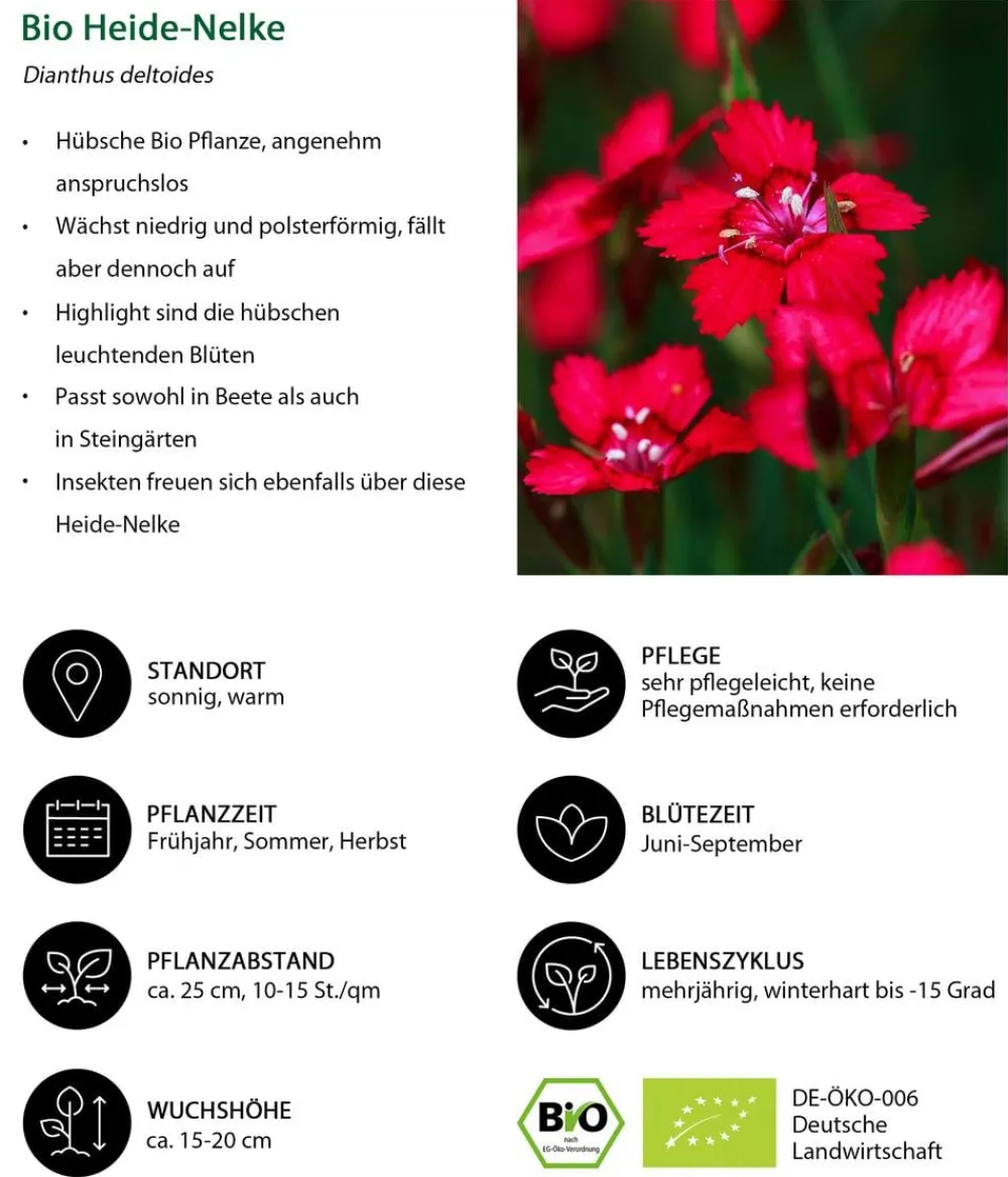 Dehner Bio Steingartenstauden|Nelken - Bio Heide-Nelke, rot Pink