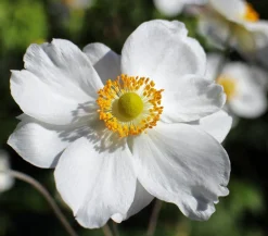 Dehner Bio Sommerstauden|Bio Stauden - Bio Herbst-Anemone 'Honorine Jobert' Weiß