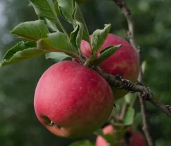 Dehner Bio Obstbäume|Bio-Obstbäume > Bio Herbstapfel 'Topaz'